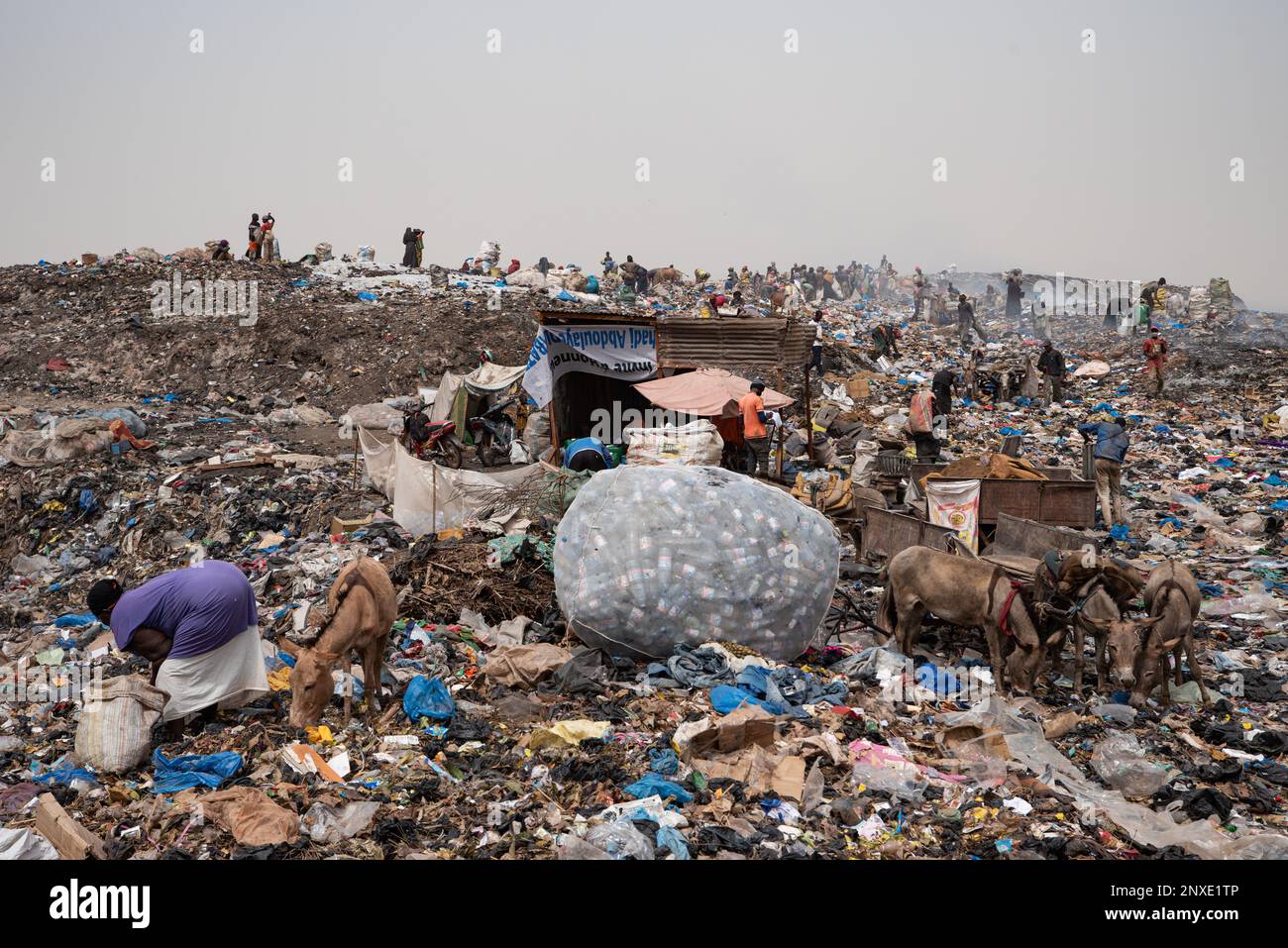 Nicolas Remene / le Pictorium - Bamako - Mali: Urbanisation, développement et changement climatique - 19/2/2021 - Mali / District de Bamako / Bamako - Hund Banque D'Images