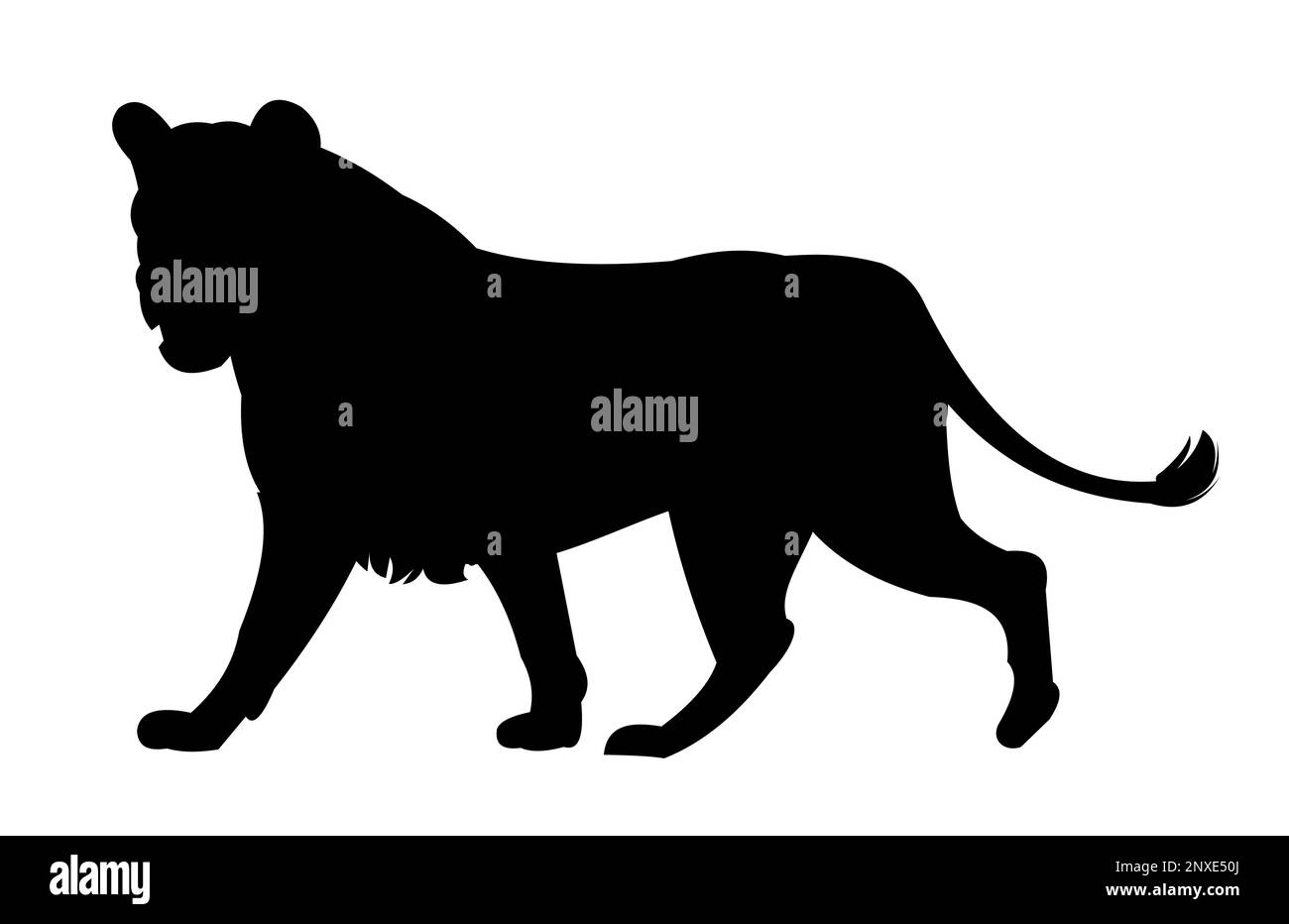 La lionne est malheureuse et grogne. Savane prédateur africaine. Silhouette. Animal dangereux dans des conditions naturelles. Isolé sur fond blanc Illustration de Vecteur