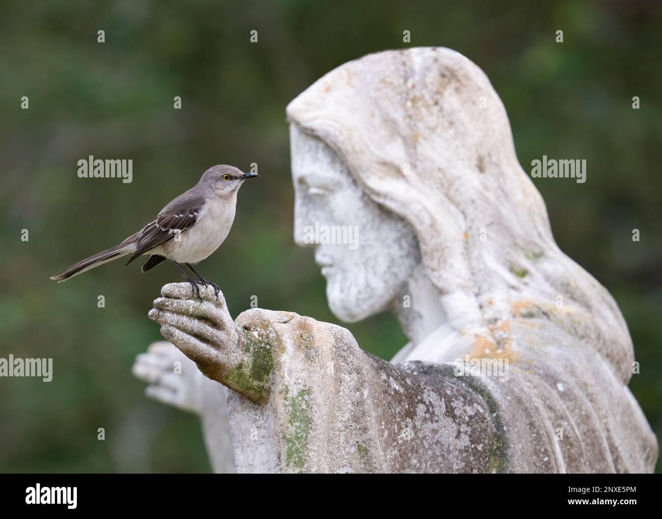 Un mockingbird du nord perche sur la main d'une statue de Jésus à l'extérieur d'une église à Saint Petersburg, Floride. Banque D'Images