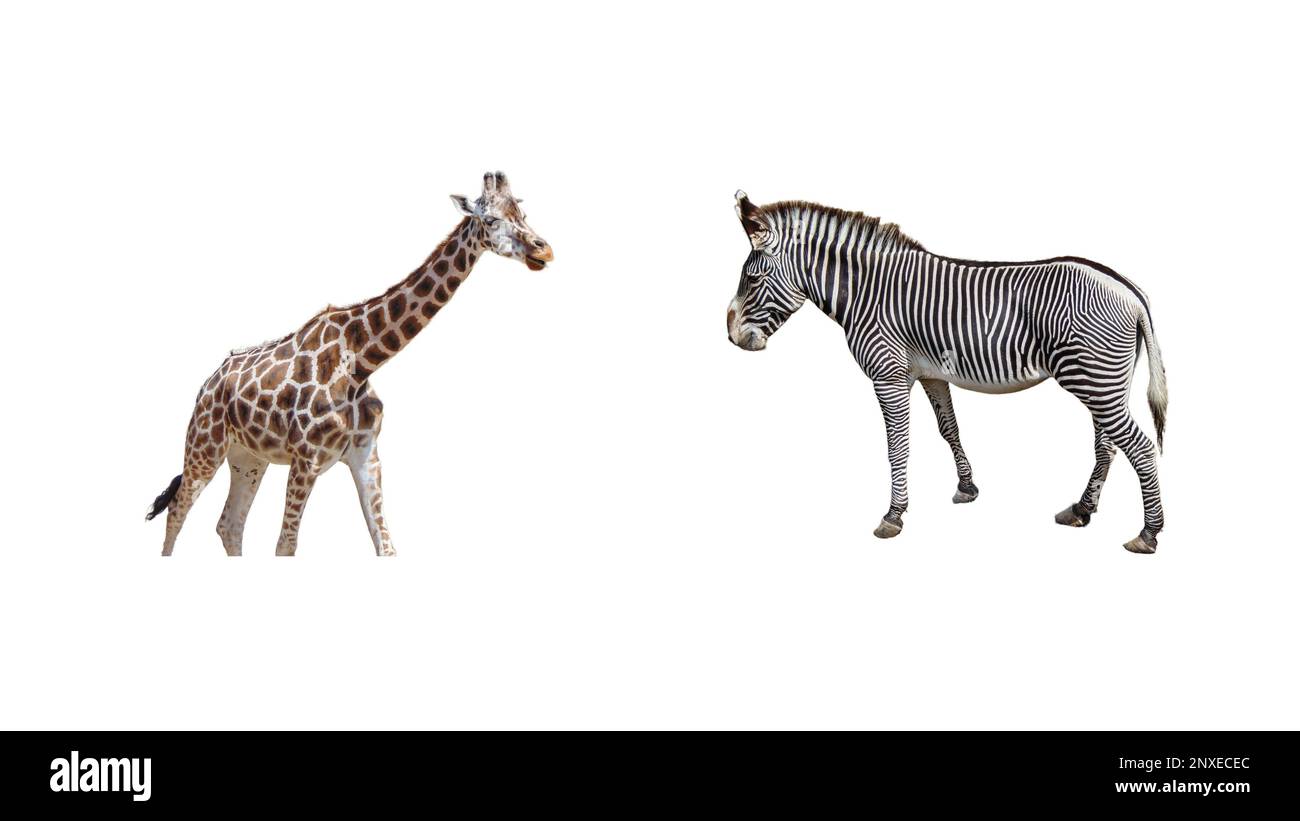 Une girafe et un zèbre. Collage Banque D'Images