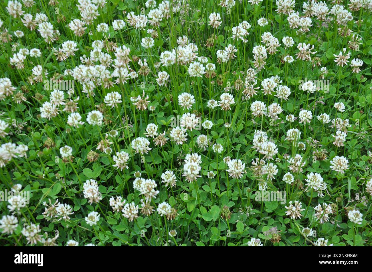 Le trèfle laquant blanc (Trifolium repens) pousse dans la nature en été Banque D'Images