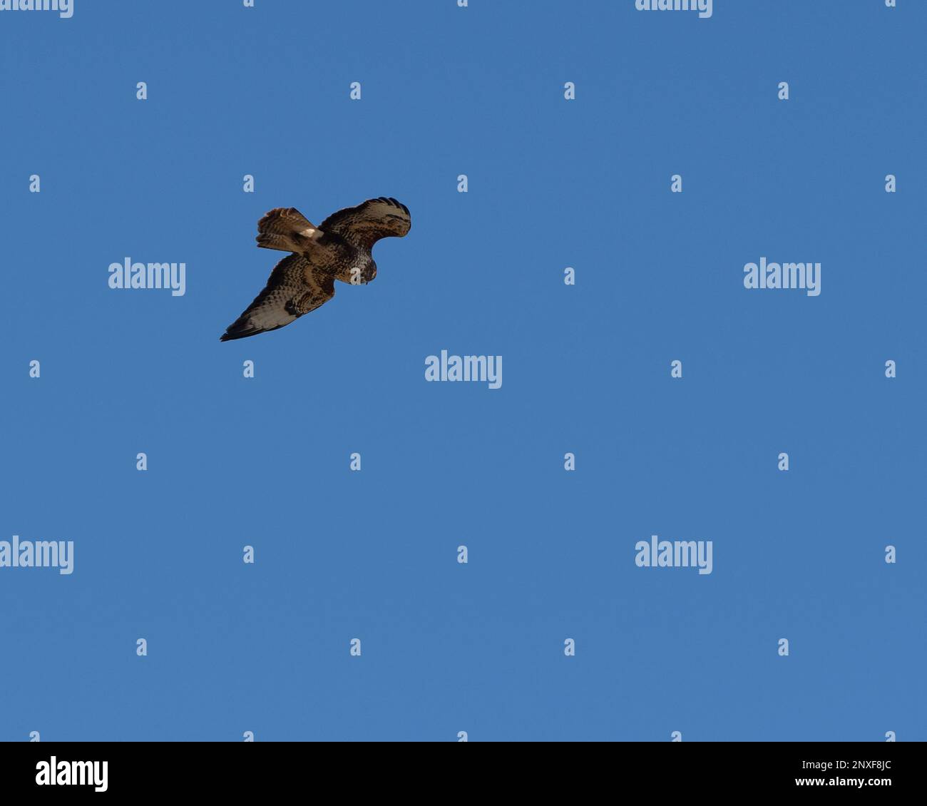 Le Buzzard commun s'envolent Banque D'Images