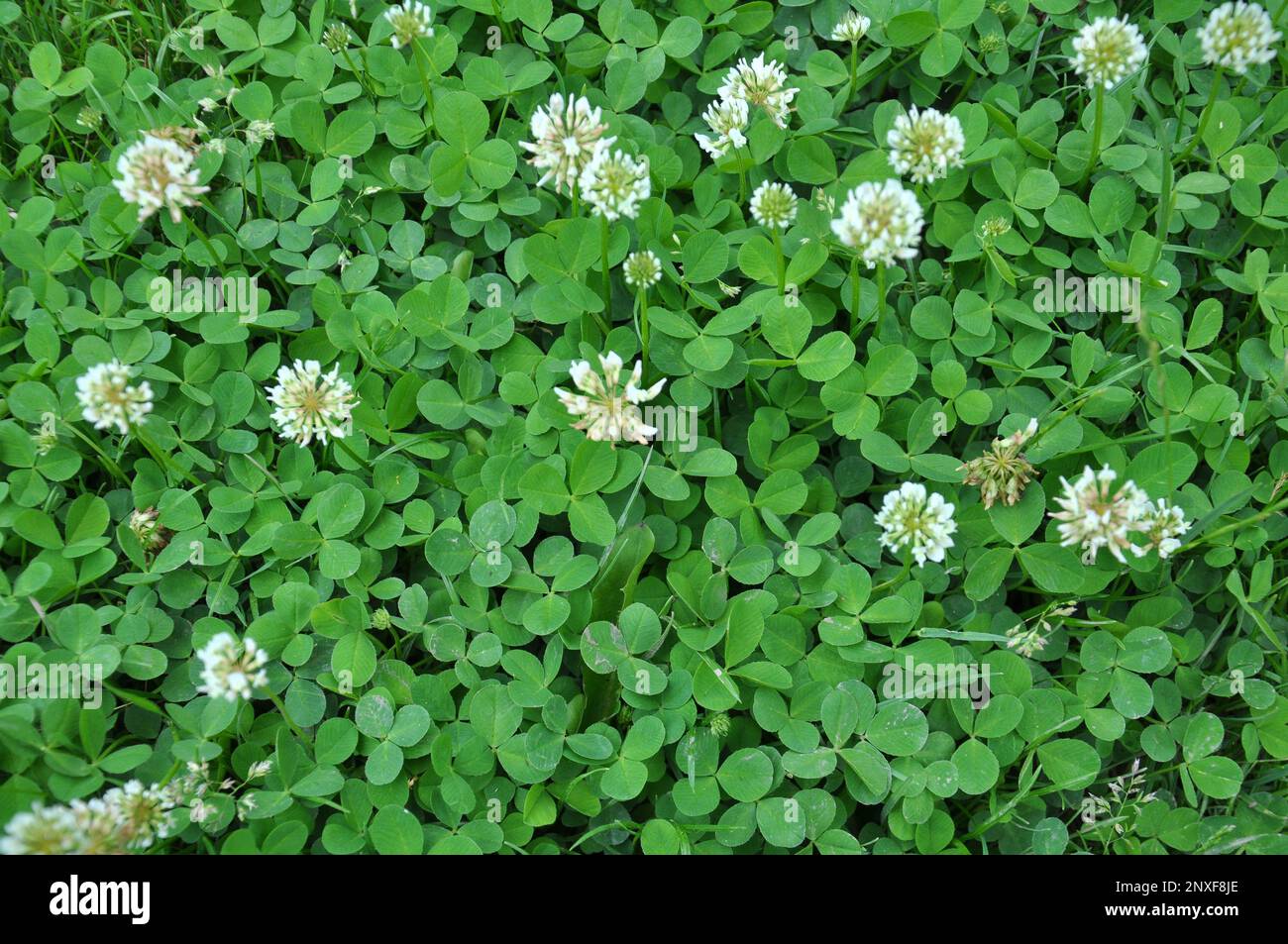Le trèfle laquant blanc (Trifolium repens) pousse dans la nature en été Banque D'Images