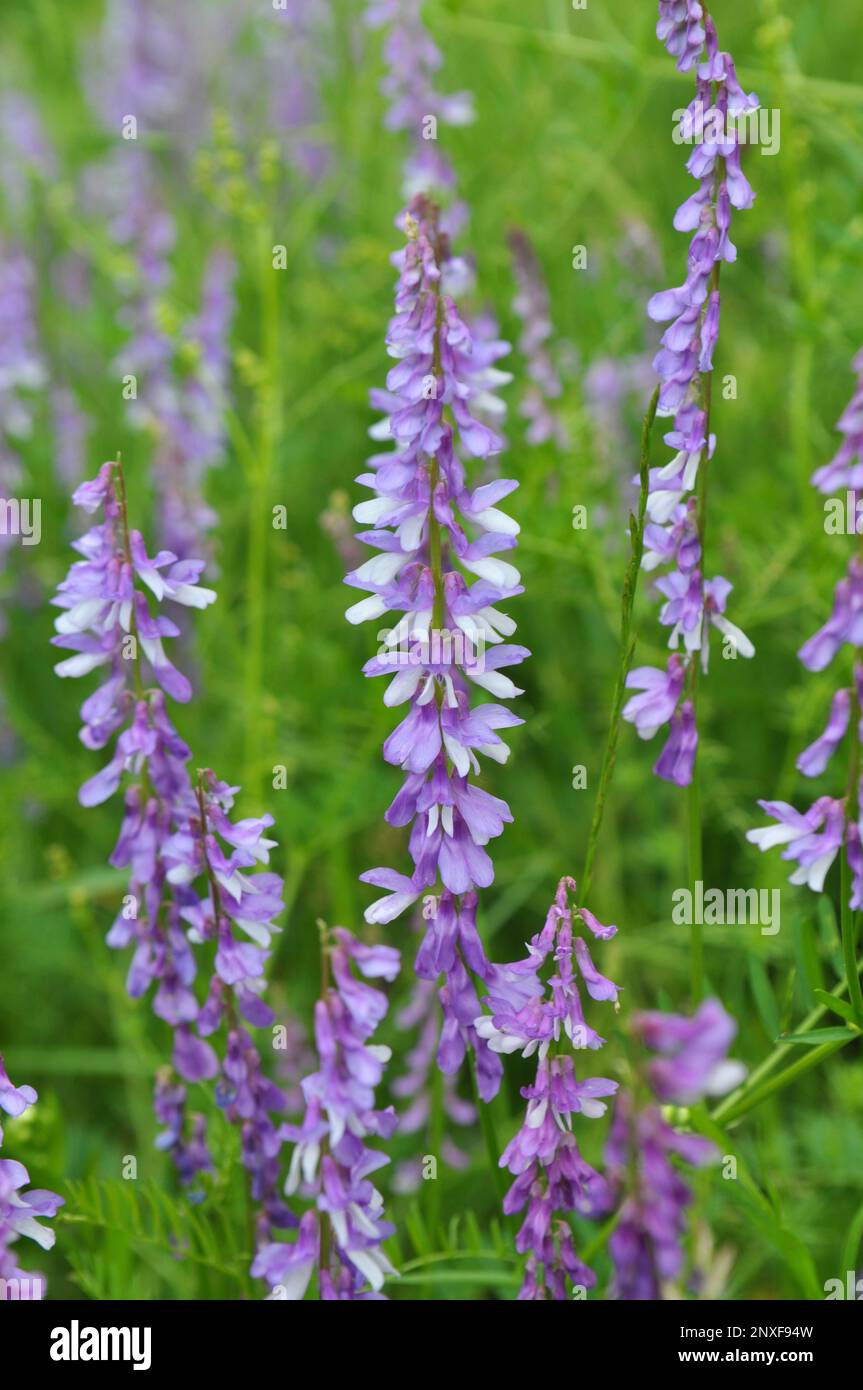 Les petits pois (Vicia tenuifolia) fleurissent dans la prairie à l'état sauvage Banque D'Images