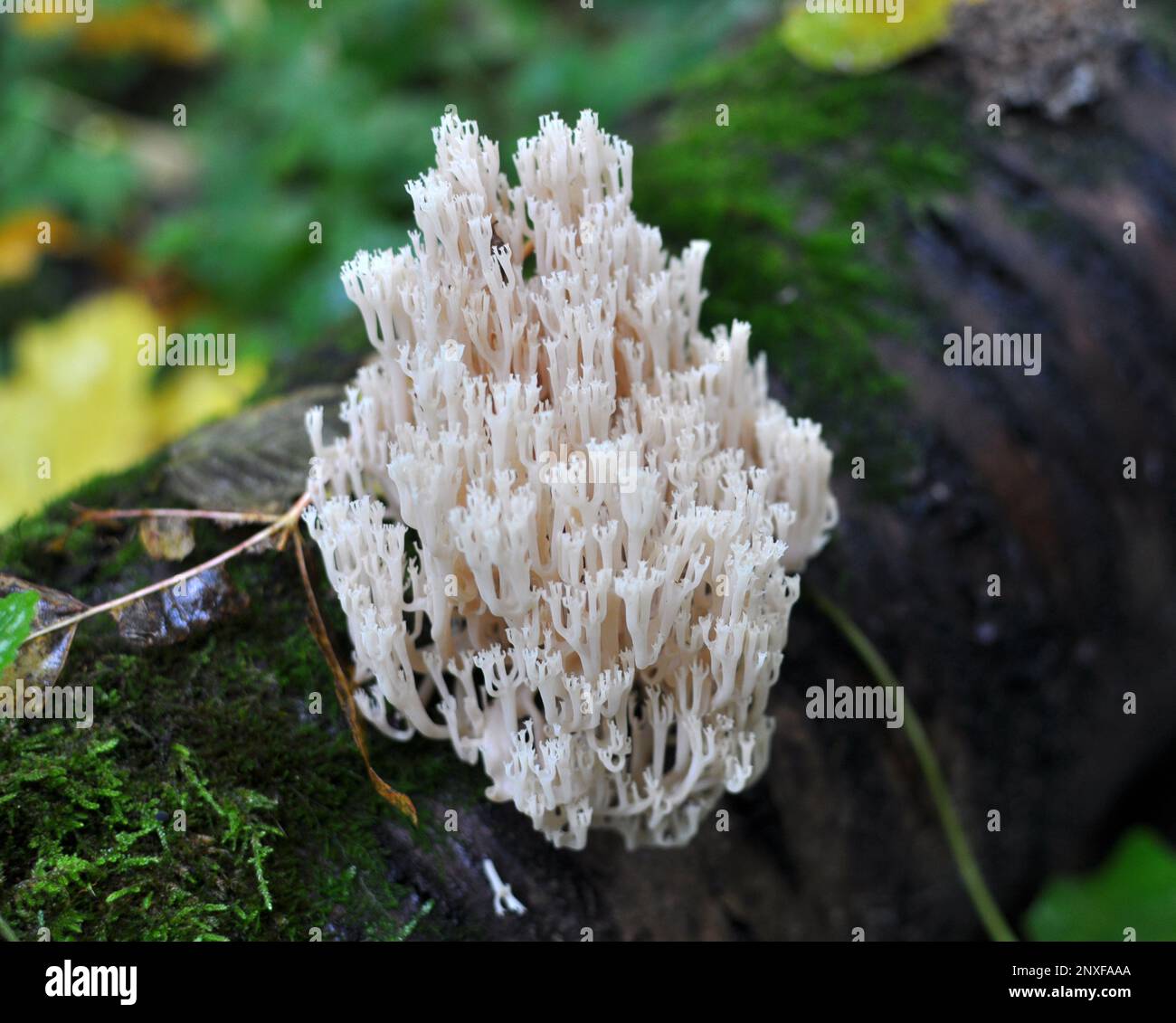 Les champignons de corail (Artomyces pyxidatus) poussent dans la nature Banque D'Images