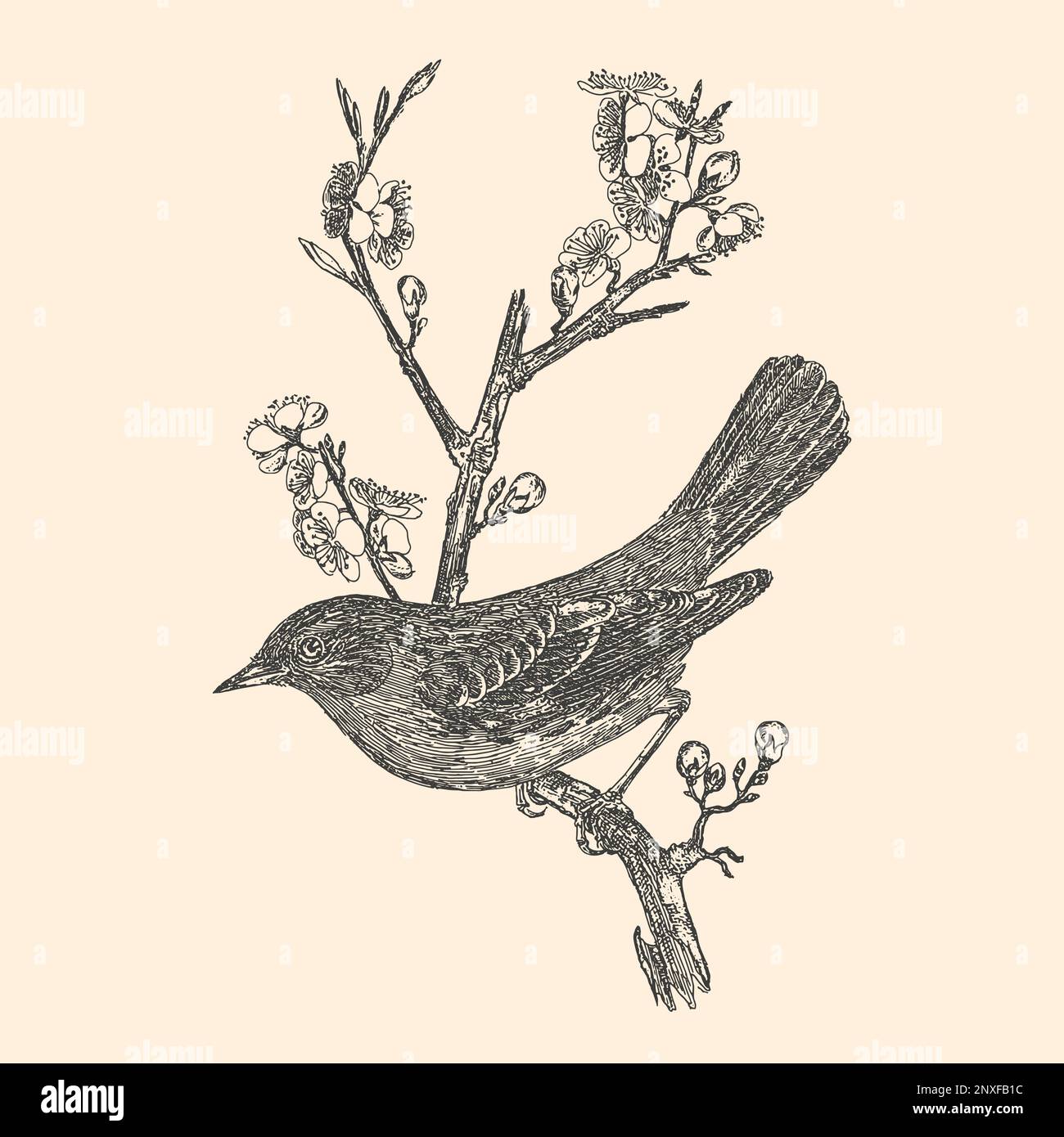 Carte d'illustration botanique représentant un petit oiseau dessiné à la main sur un arbre. Art de ligne de petits oiseaux en noir isolé sur fond. Illustration de Vecteur