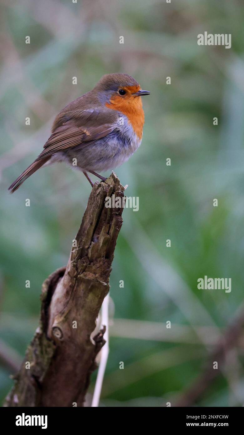 Kinnego, Lough Neagh, Comté d'Armagh, Irlande du Nord, Royaume-Uni. 01 mars 2023. Météo au Royaume-Uni - un début sec mais frais au printemps et au mois de mars. Haute pression produisant le ciel gris avec quelques épells ensoleillés et une brise froide de l'est. Un voleur perché sur une branche cassée faisant face à la brise de l'est. Crédit : David Hunter/Alay Live News. Banque D'Images