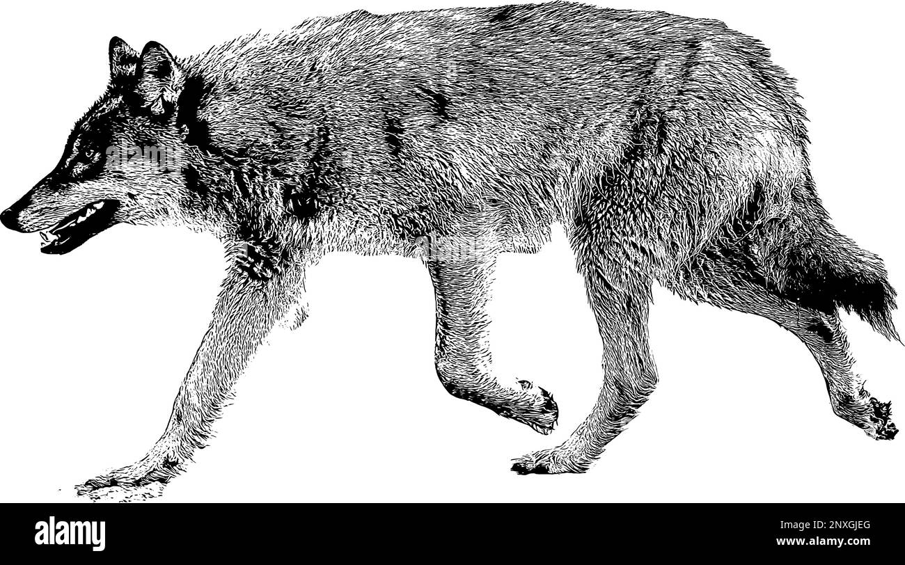 Silhouette d'un loup sur fond blanc. Illustration de Vecteur