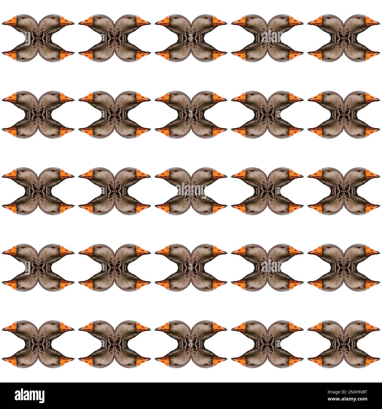 Motif abstrait de l'oie Banque D'Images