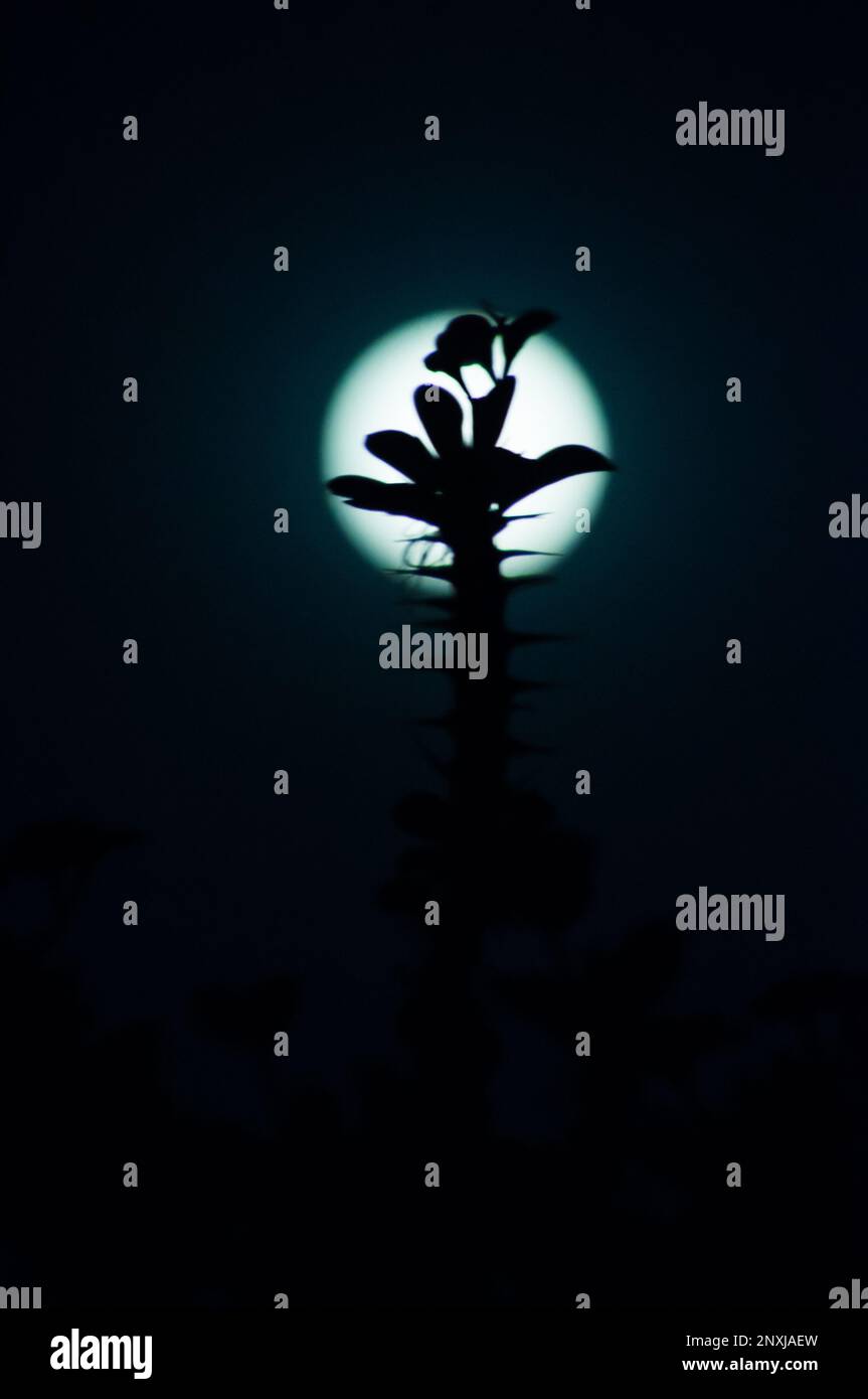 cactus plante avec coucher de soleil Banque D'Images