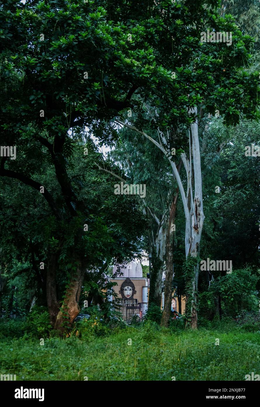 Photo naturelle de la ville de Dhaka au Bangladesh. Quelques oiseaux dans un arbre. Banque D'Images