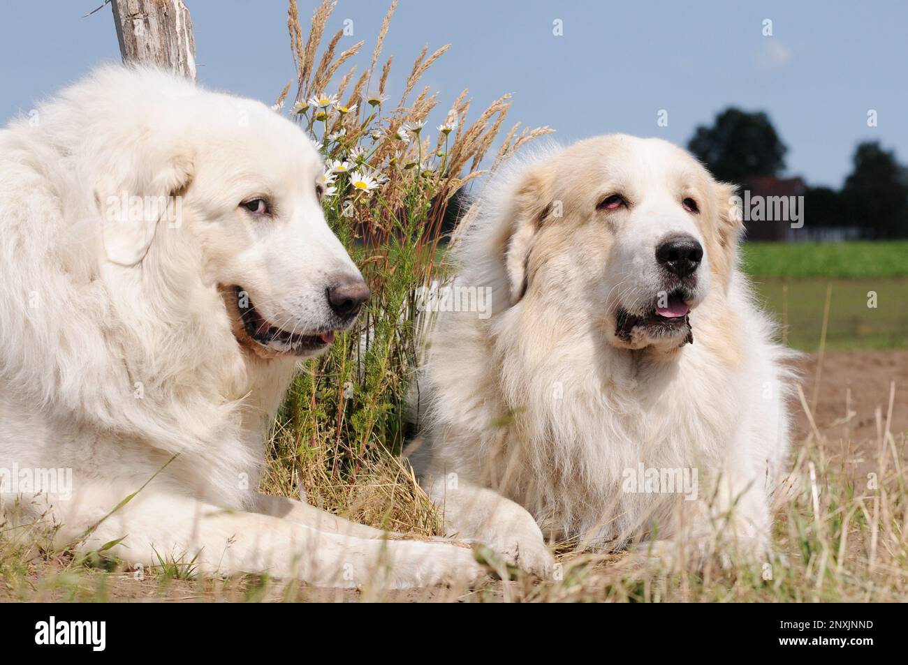 Amitié entre deux chiens, les chiens de montagne pyrénéens qui se trouvent sur le pâturage Banque D'Images