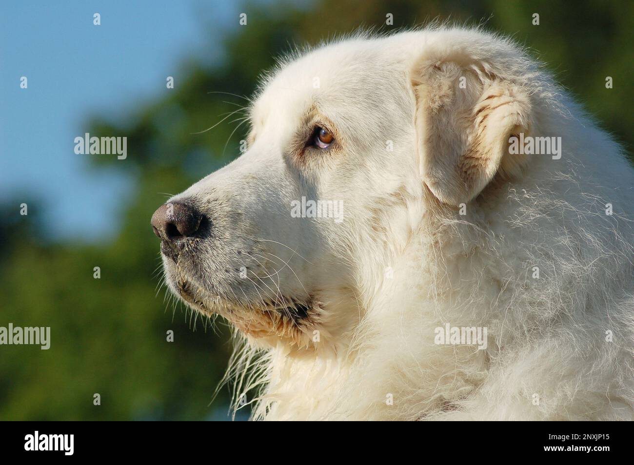 Portrait de chien blanc des Pyrénées Banque D'Images