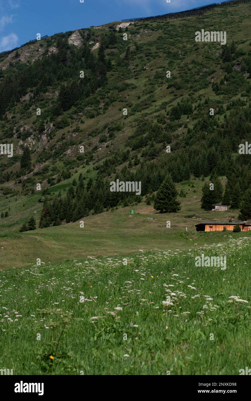 Vue sur la maison sur l'herbe verte dans les Alpes Banque D'Images