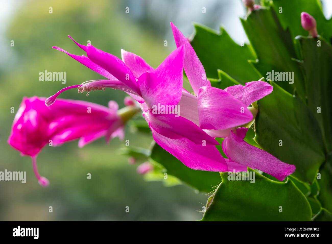 Gros plan d'une fleur de cactus de Noël en fleur Banque D'Images