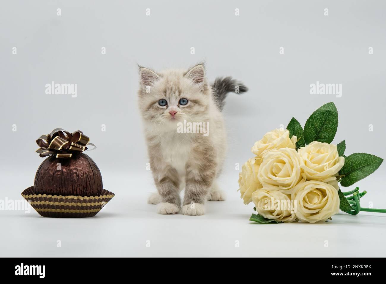 Daenerys - chaton aux roses blanches et au chocolat Banque D'Images