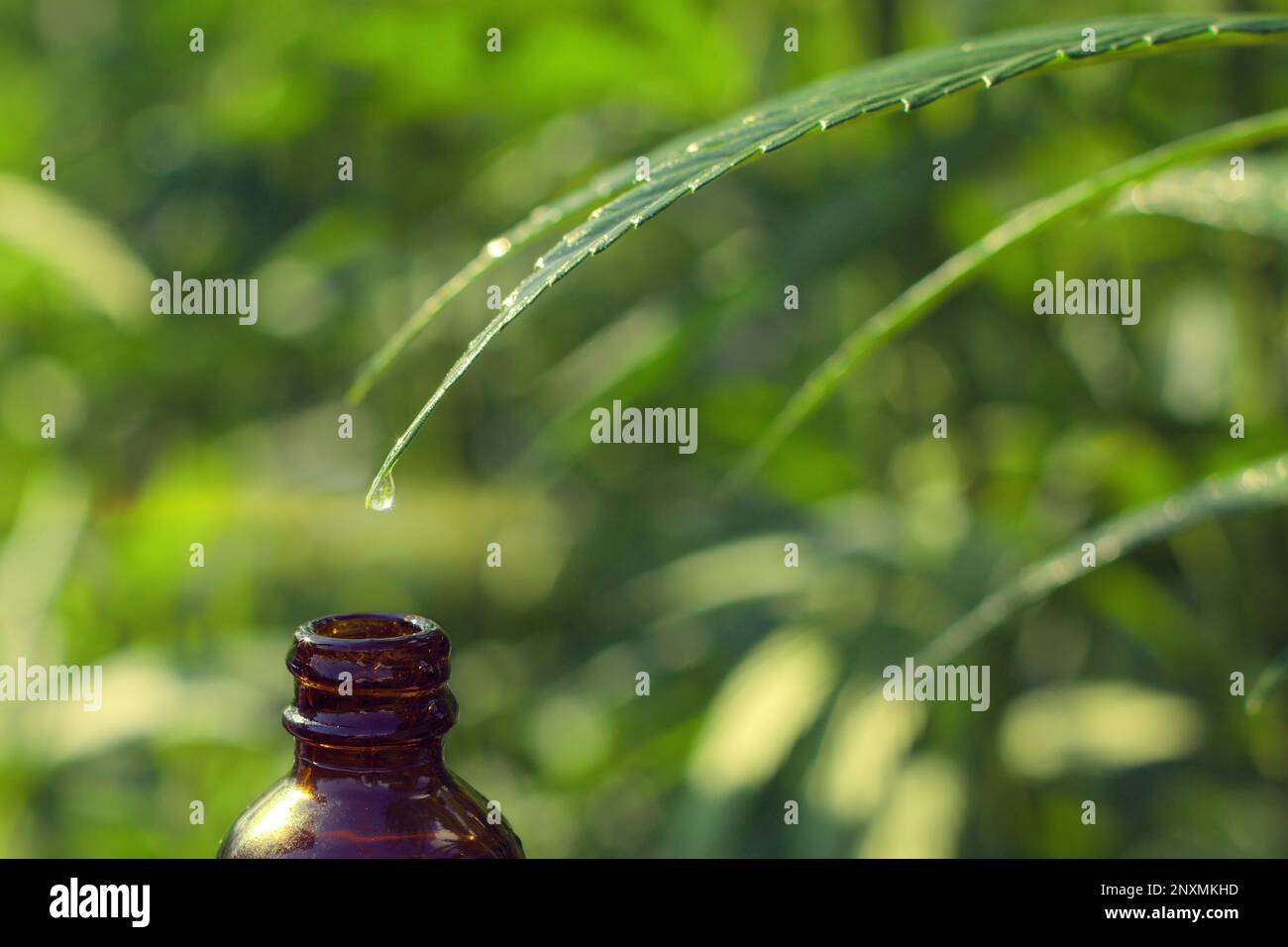 Un gros plan d'une bouteille compte-gouttes à base de plantes, contenant des huiles naturelles pour une santé holistique. Banque D'Images