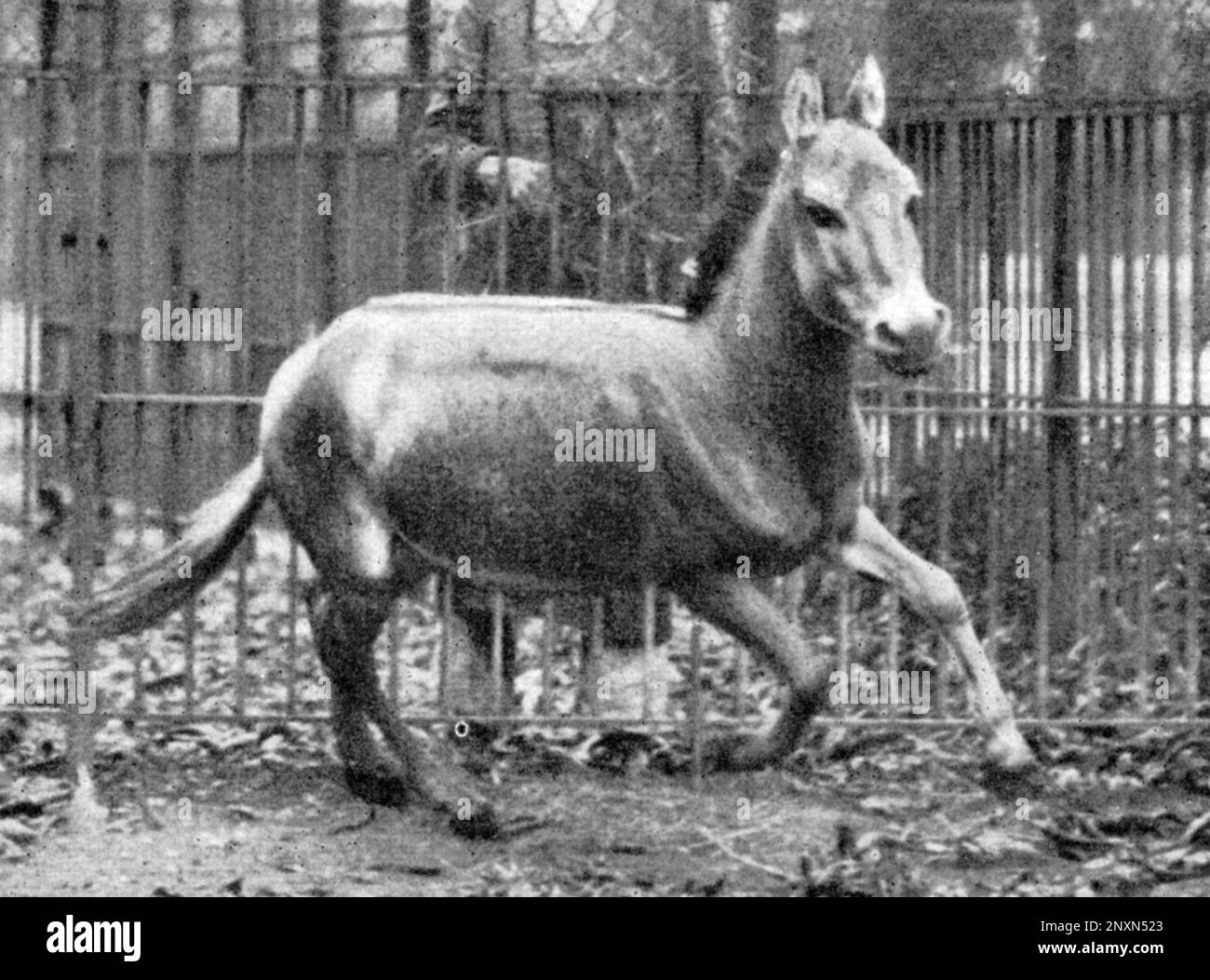 Galopant des sauvages syriens dans le zoo de Vienne, 1915. L'ass sauvage syrien (Equus hemionus hemippus), moins connu sous le nom d'hémippe, d'achdari ou d'onager mésopotamien ou syrien, est une sous-espèce éteinte d'onager originaire de la péninsule arabique et des régions environnantes. C'était le plus petit équin et ne pouvait pas être domestiqué. Sa couleur a changé avec les saisons. Photo de Conrad Keller, 1915. Banque D'Images