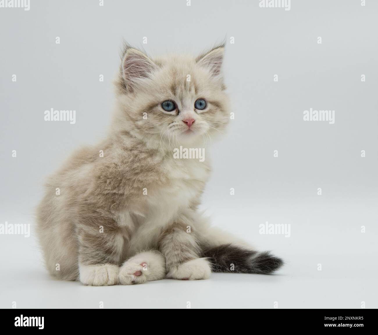 Neva mascarade chaton sur fond blanc Banque D'Images
