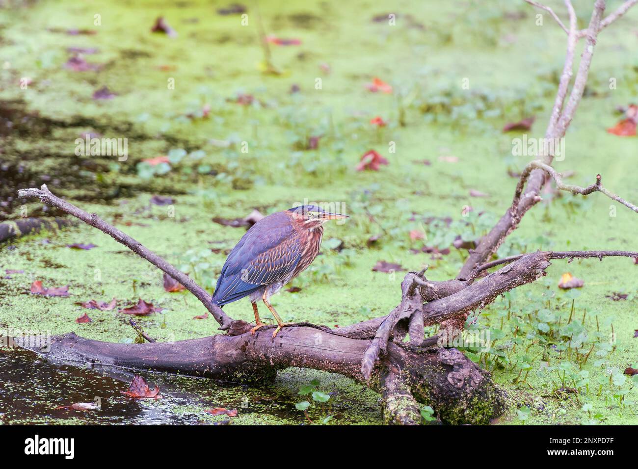 Heron vert (Butorides virescens) debout sur un arbre mort dans la réserve naturelle nationale de Bombay Hook. Delaware. ÉTATS-UNIS Banque D'Images Heron vert (Butorides virescens) debout sur un arbre mort dans la réserve naturelle nationale de Bombay Hook. Delaware. ÉTATS-UNIS Banque D'Images