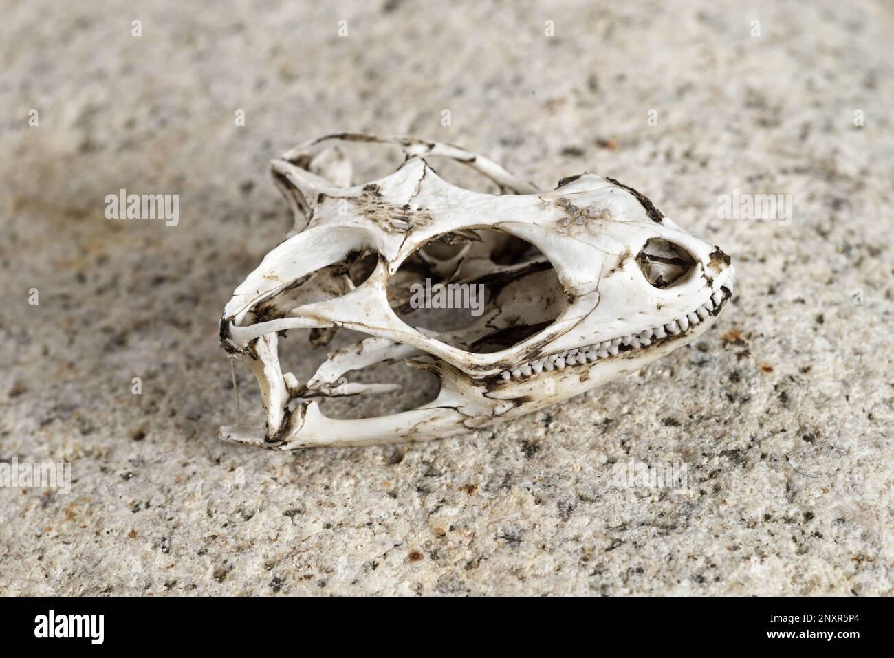 un crâne de lézard de chuckwallala assis sur un galet en granit lisse Banque D'Images