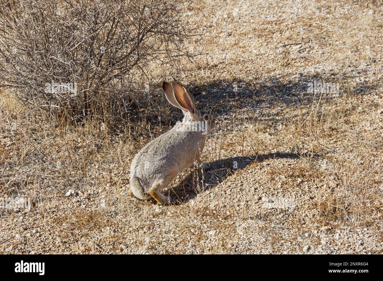 Lapin en queue de cotonneau du désert ou Sylvilagus audubonii arizonae prêt à courir dans le désert de mojave du parc national de Joshua Tree Banque D'Images