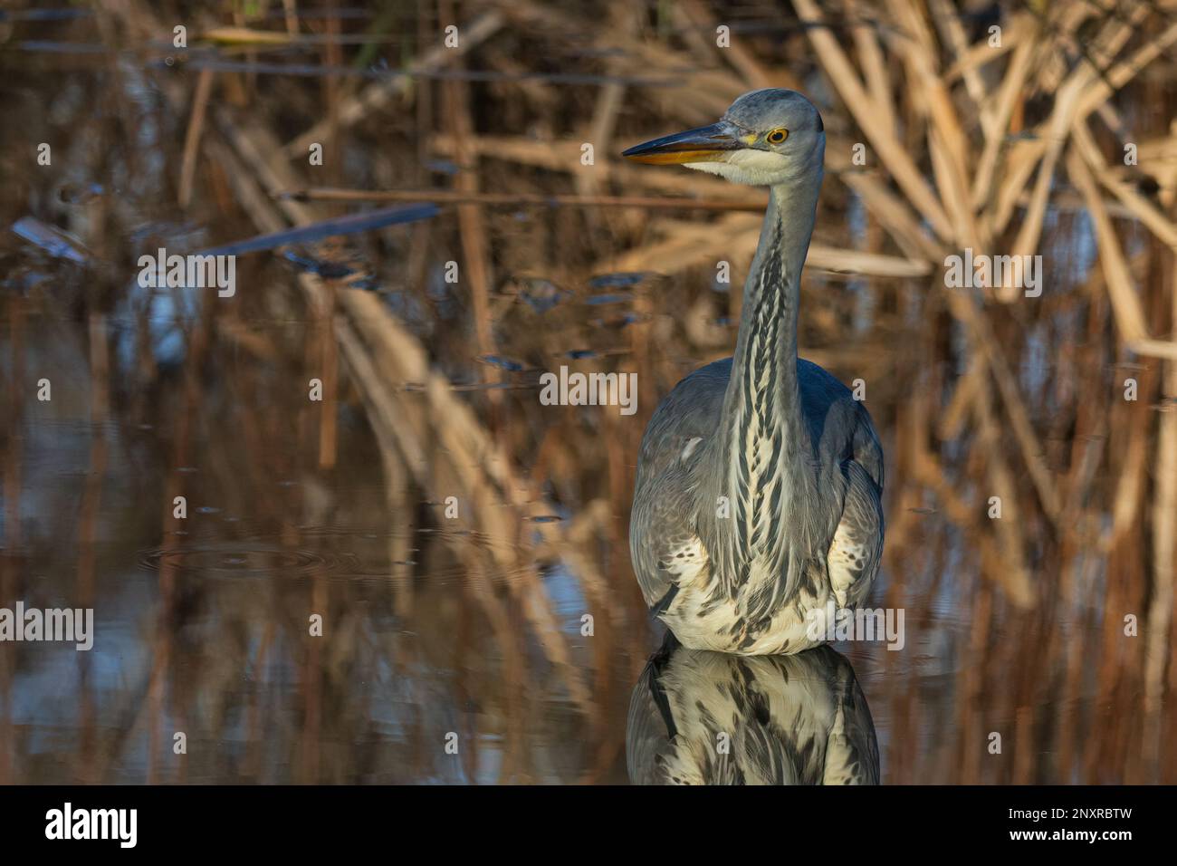 Réflexion sur le héron gris (Ardea cinerea) un jour encore à Perth, en Écosse. Banque D'Images