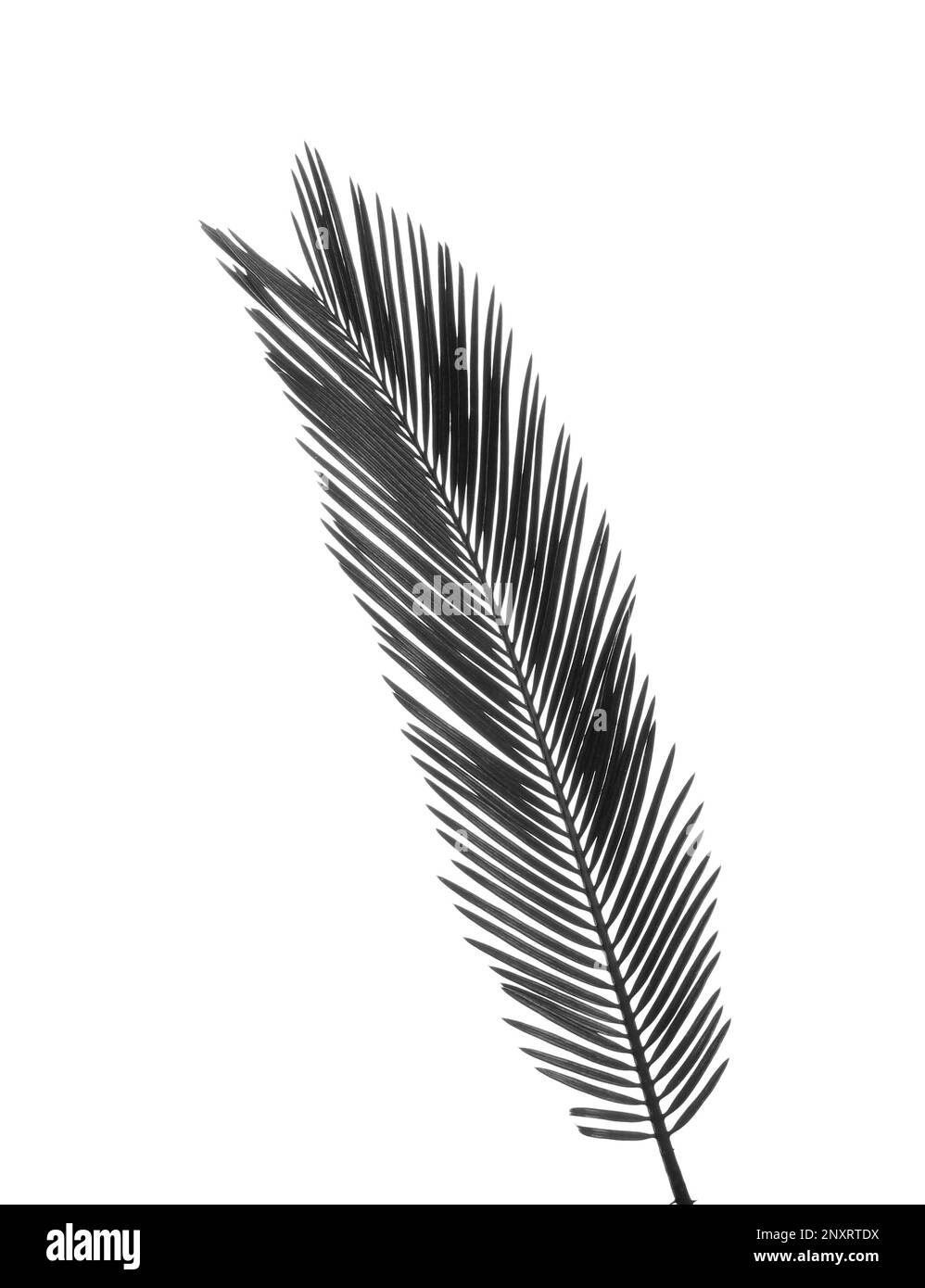 Magnifique feuille de palmier sagou tropicale sur fond blanc. Ton noir et blanc Banque D'Images