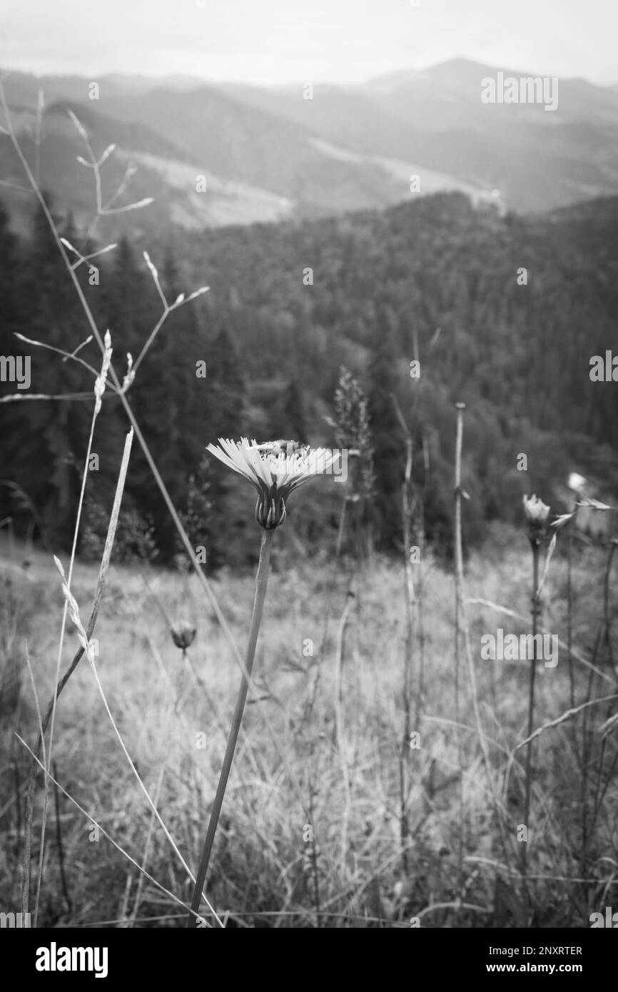 Belle fleur sauvage sur la colline de montagne. Noir et blanc Banque D'Images