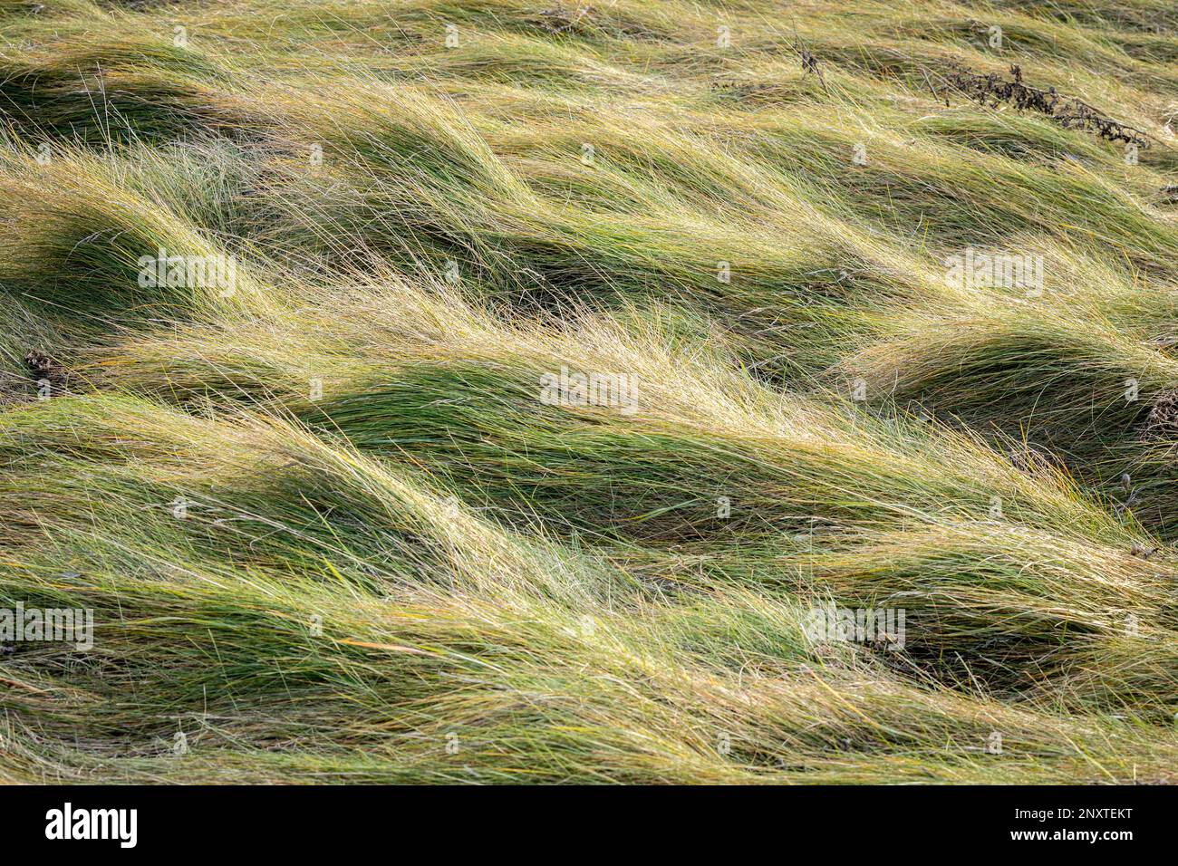 Photo de stock de graminées balayées par le vent créant une texture de la nature. Banque D'Images