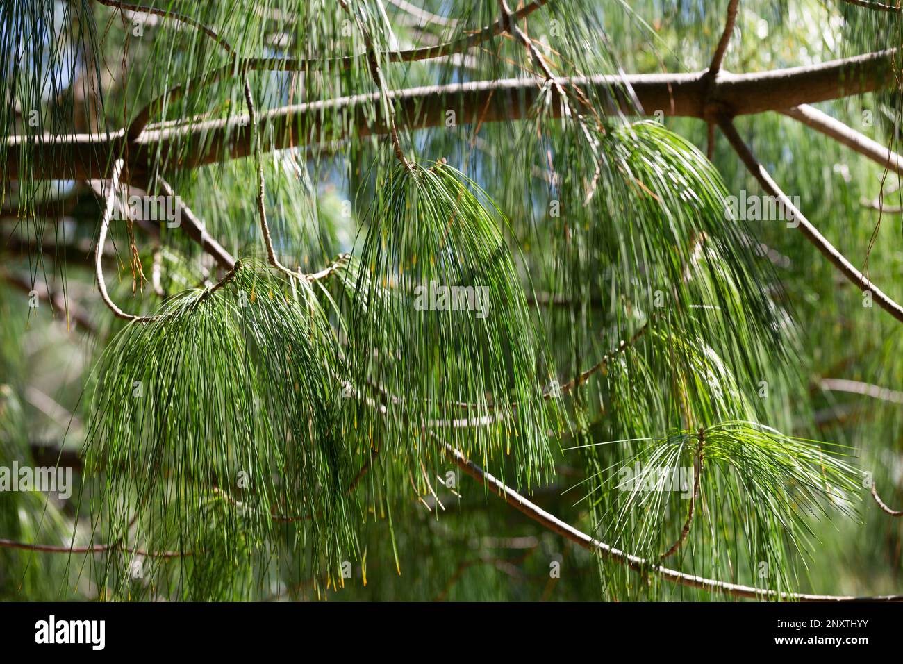 Pinus wallichiana - PIN du Bhoutan. Texture de pin vert long-conifères Banque D'Images