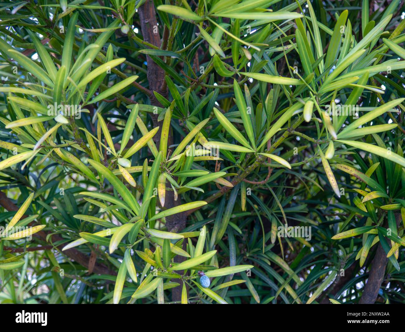 Bague à feuilles longues et fines. Laisse l'arrière-plan. Répétition à partir des branches de la bague. Arrière-plan naturel. Banque D'Images