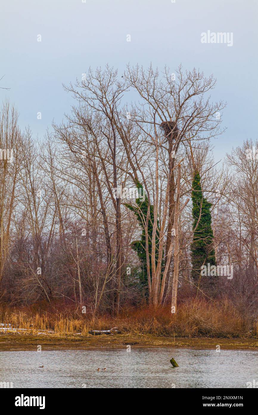 Le pygargue à tête blanche niche sur Shady Island, à Steveston, en Colombie-Britannique, au Canada Banque D'Images