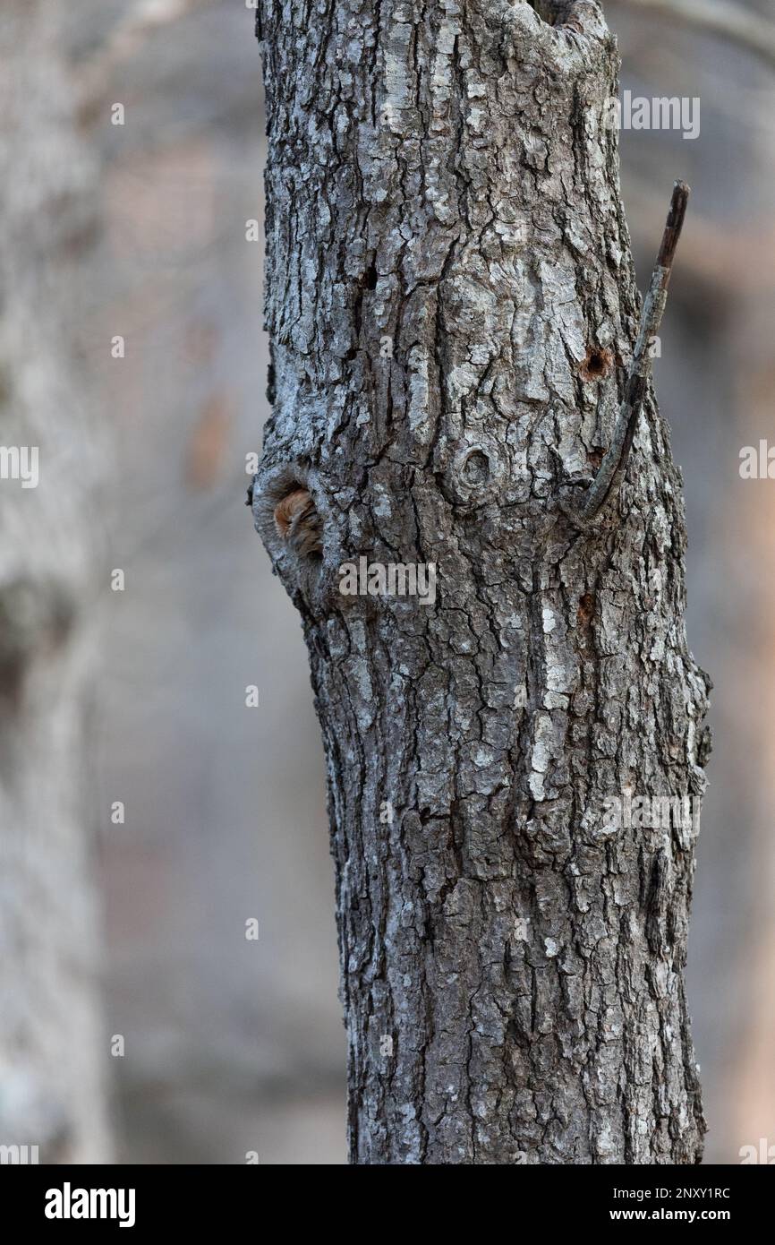 Red Morph Eastern Screech regarde en regardant avec lui en début de soirée le 2/26/2023. Banque D'Images