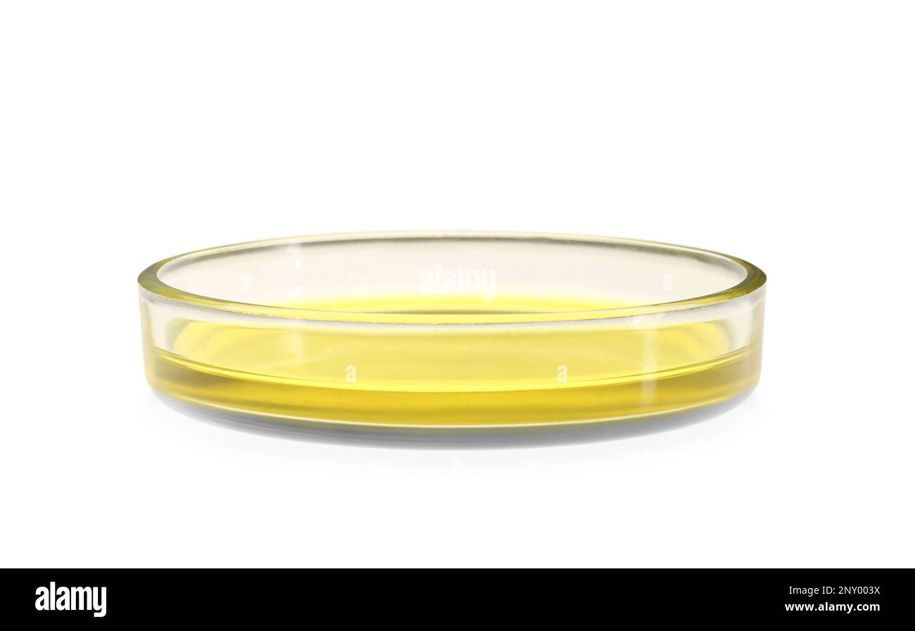 Boîte de Pétri avec liquide jaune isolé sur blanc Banque D'Images