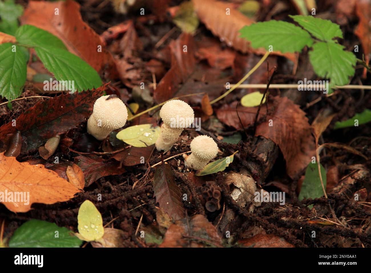 Gros plan sur une boîte de tabac à priser du diable (Lycoperdon perlatum) qui pousse dans les bois. Banque D'Images