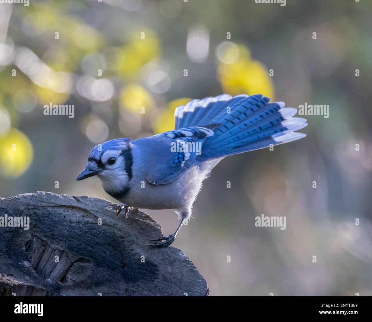 Un geai bleu sur une souche d'arbre dans une forêt Banque D'Images