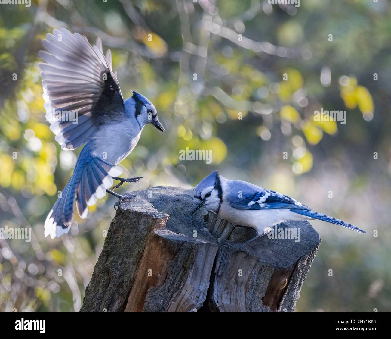 Un geai bleu sur une souche d'arbre dans une forêt Banque D'Images