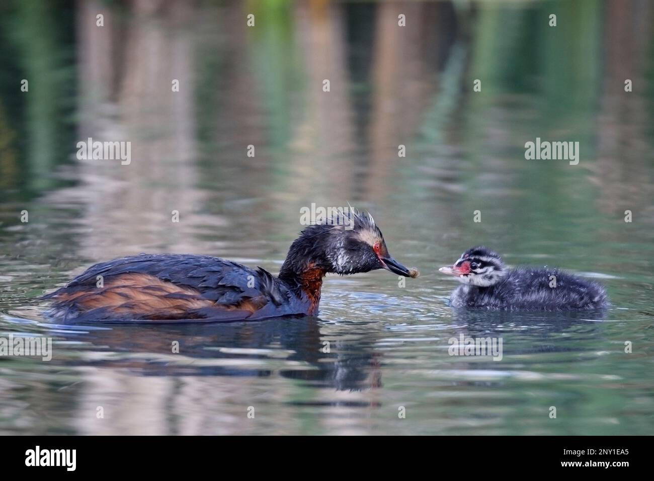 Corned Grebe parent oiseau nourrissant poussin un étang. Canada. Podiceps auritus Banque D'Images