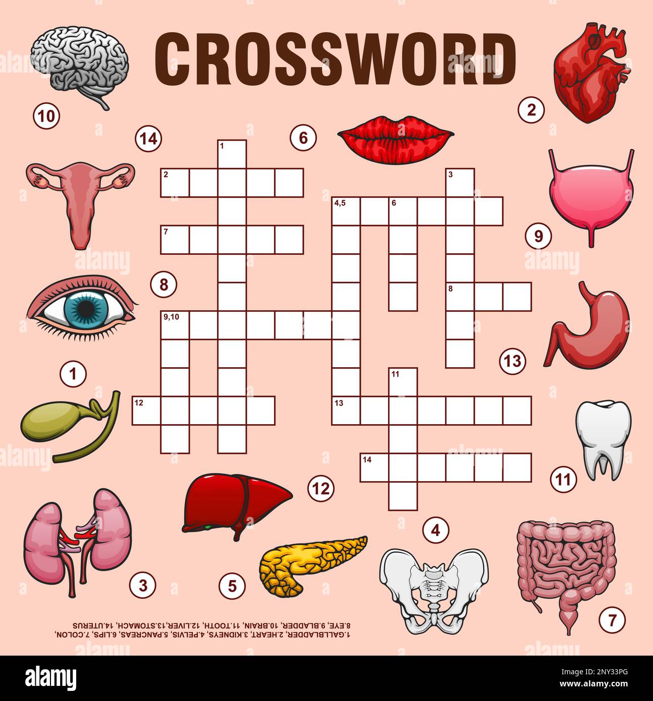 Organes humains, grille de mots croisés ou jeu de quiz de mot de ...