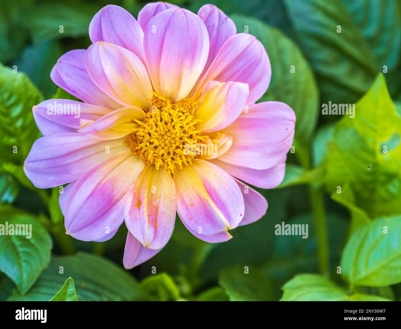 Fleurs roses dahlia pinnata collier mignon. Fleur de dahlia blanche dans le jardin Banque D'Images