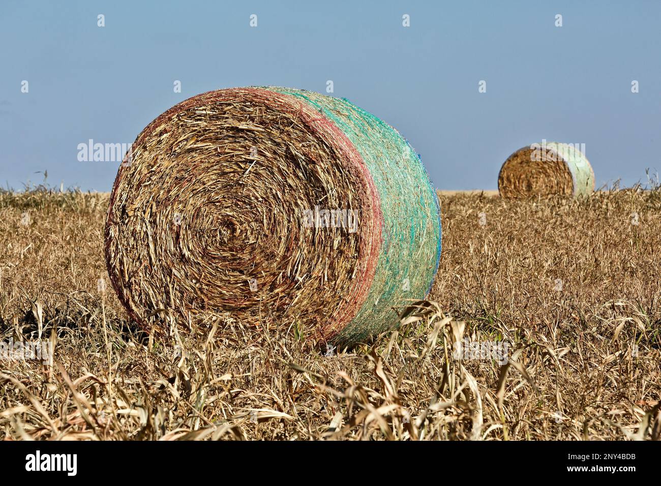 Sorgho fourrager, balles enroulées à mailles récoltées, WaKeeney, Kansas, États-Unis. 'Sorgho bicolore'. Banque D'Images