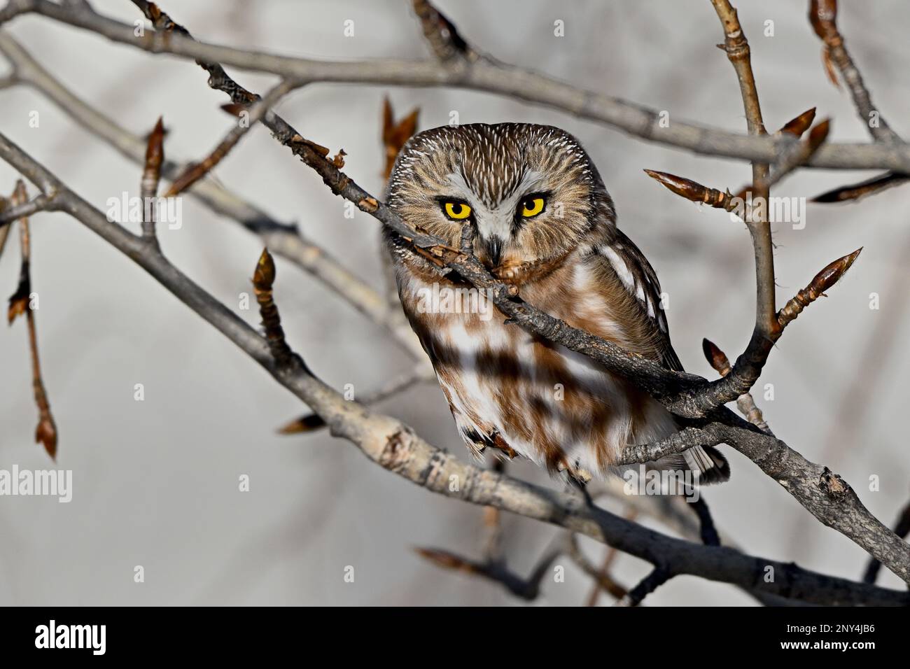Un petit hibou de scie 'Aegilius acadicus', qui se cache dans quelques buissons des régions rurales du Canada de l'Alberta Banque D'Images