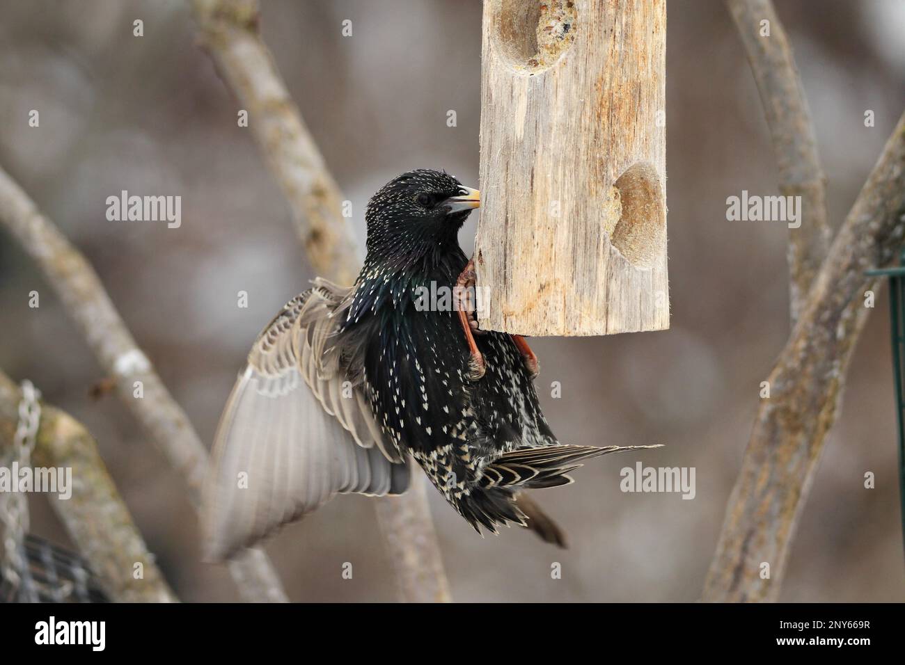 Esturling commune (Sturnus vulgaris) en robe unie au distributeur de nourriture à l'alimenteur d'hiver, Allgaeu, Bavière, Allemagne Banque D'Images