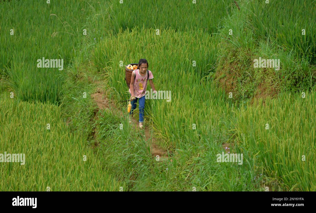 Travail des enfants, terrasse de riz, Tha PIN, Vietnam Banque D'Images