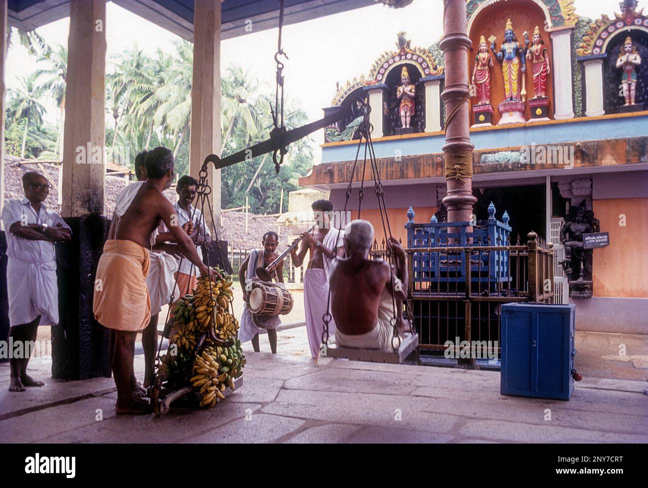 Thulabaram offrande de bananes plantains à son poids à Varkala Janardhana swamy temple 2000 ans temple Kerala, Inde du Sud, Inde, Asie Banque D'Images