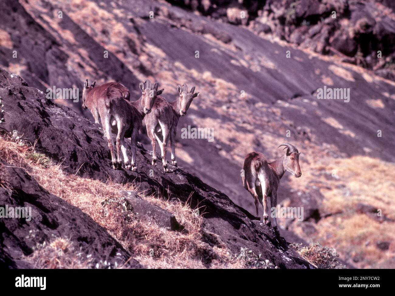 Endémique, le Nilgiri Tahr (Nilgiritragus hylocarius) dans le parc national Rajamalai Eravikulam, Munnar, Kerala, Inde, Asie. Wild Life, mouton, Ouest Banque D'Images