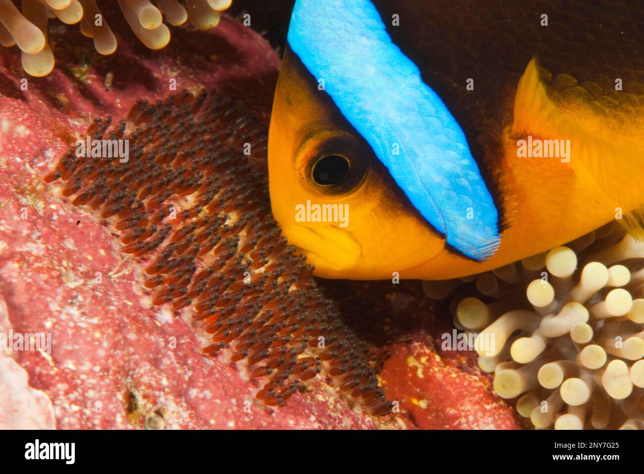 L'anémonégone de Clark (Amphiprion clarkii) aère les embrayages, l'entretien des couvées, l'océan Pacifique, le Yap, le FSM, États fédérés de Micronésie Banque D'Images