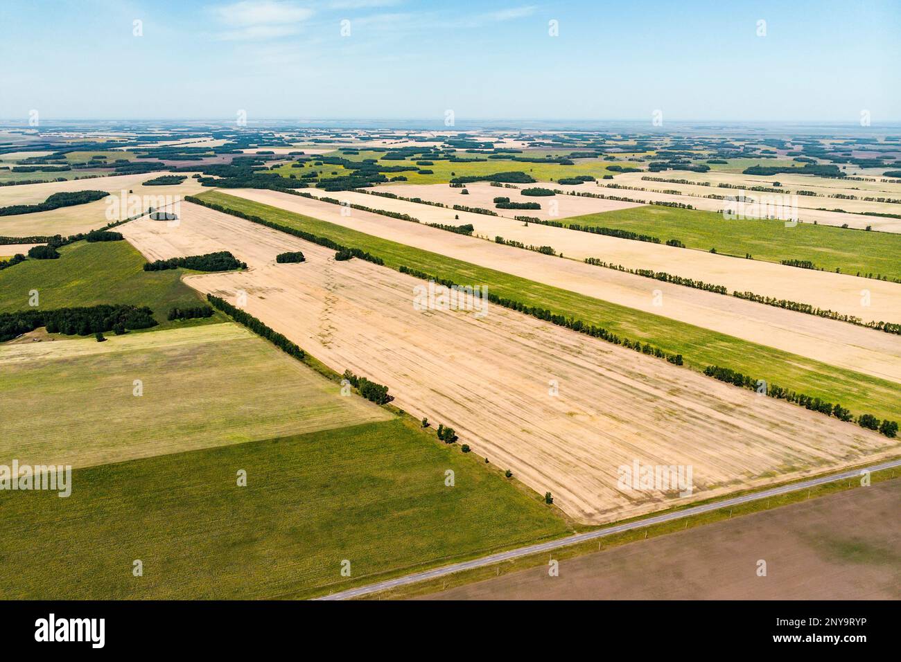 Vue aérienne des champs de récolte en Pologne. Champs d'automne dans le territoire de l'Altaï. la vue depuis la hauteur. Récolte de blé dans le champ. Hayfield. Banque D'Images