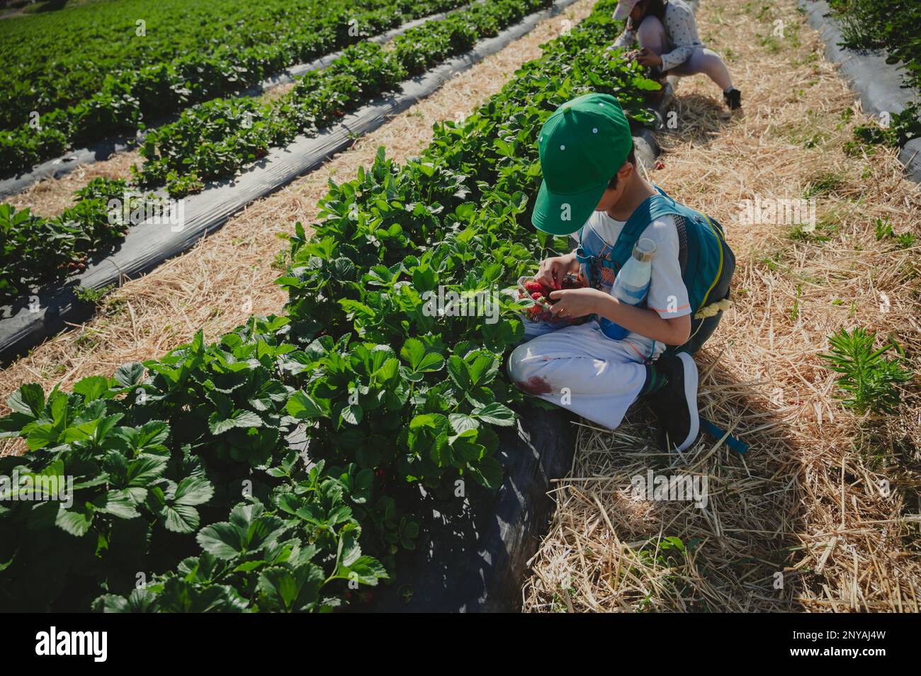 Enfant cueillant des fraises. Un garçon asiatique dans la ferme biologique au printemps. Banque D'Images